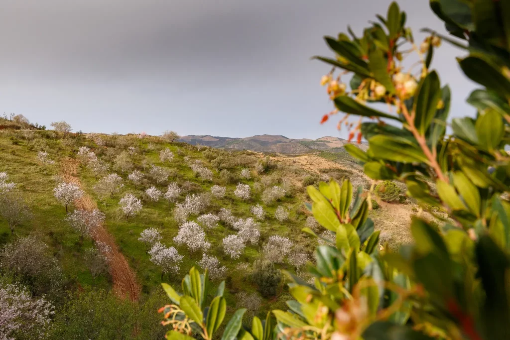 Natur amendoa featured.webp