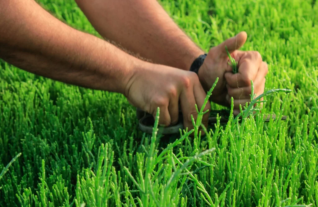 Salivitae featured.webp